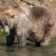 Otis, a brown bear, standing in a river.